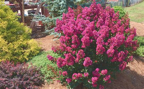 Cheyenne crape myrtle  Get our latest tips, advice & specials