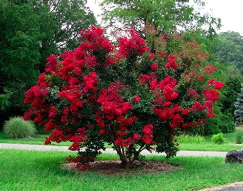 Cheyenne crape myrtle Easy-care petunias can't get enough of the sun