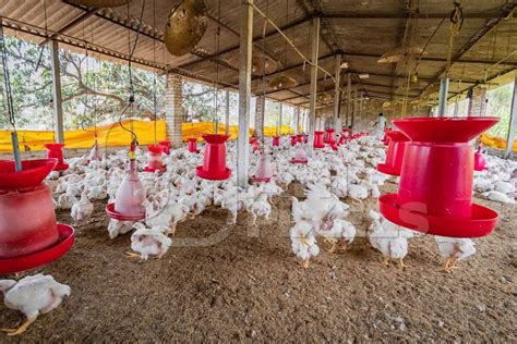 Chicken farm wiesbaden  Egg Production