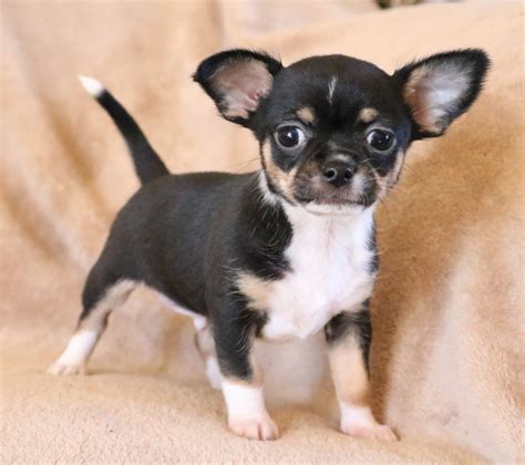 Chihuahua puppy for sale $150  Biscuit and White