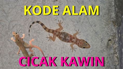 Cicak kawin kode alam  2