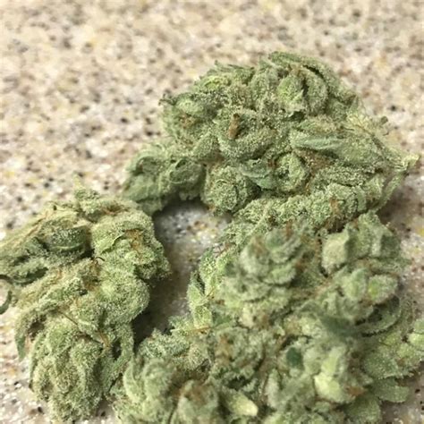 Cinderella 99 x tangilope strain  Bred for indoor rising, C-99 works well in soil or hydro, however the most effective flavors are usually realized via soil