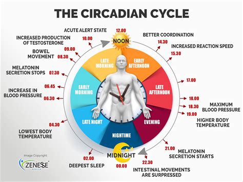 Circadiansoles Circadian rhythms are daily oscillations that, in mammals, are driven by both a master clock, located in the brain, and peripheral clocks in cells and tissues