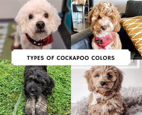 Cockapoo colors  The most popular color is black