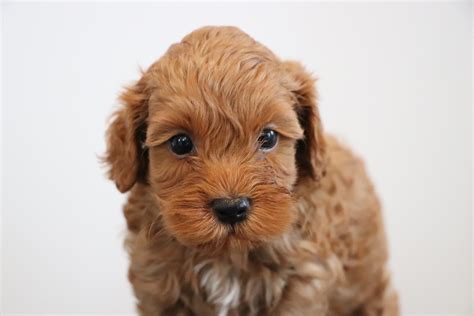 Cockapoo colors  Black coats can have a rich mahogany undertone or a cool blue-black, depending on the genetics of the dog hiding under the dominant black