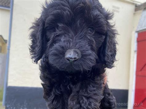 Cockapoo for sale sittingbourne  Yorkshire Terrier Age: 10 weeks 1 male / 4 female