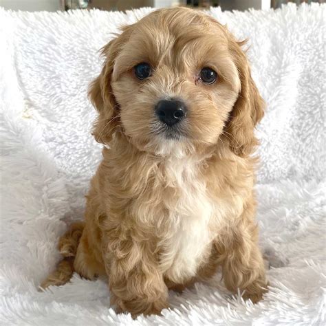 Cockapoo puppies for sale bristol  we have 1 girl black and cream and 2 boys one black and cream & 1