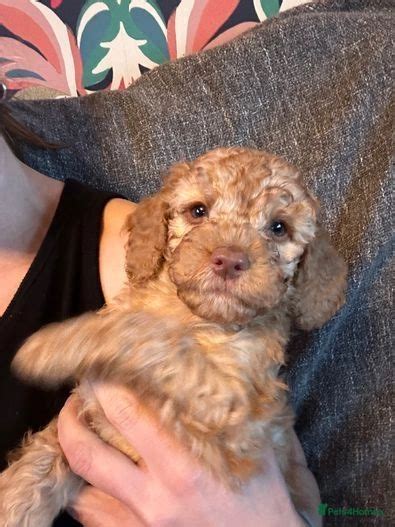 Cockapoo puppies for sale bristol  Highly rare Cockapoos