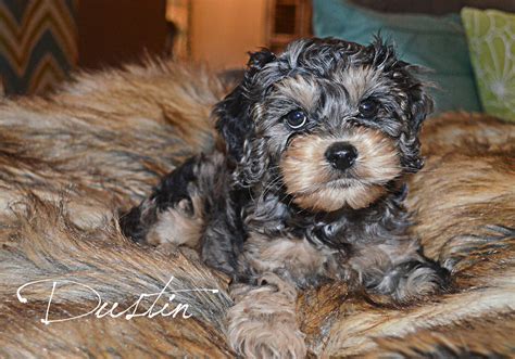 Cockapoo puppies for sale in georgia  Our exclusive network of