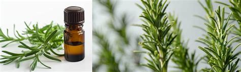 Colive rosemary  Some of the essential oils that are effective and gentle enough for the face are ( 1, 2 ):