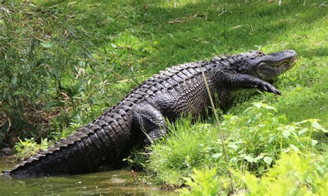 Columbus ohio alligator escorts  16