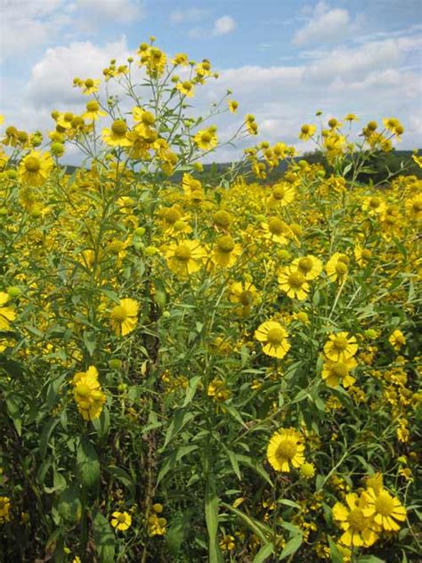 Common sneezeweed northern va ecotype  Plant seeds during spring in an area with well-drained soil and full sunlight