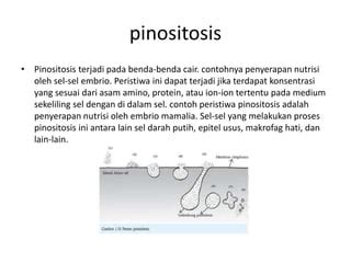 Contoh endositosis Transpor aktif adalah transpor melalui membrane dengan bantuan energi agar dapat mengeluarkan atau memasukkan molekul atau ion melalui membrane