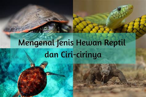 Contoh hewan merayap  Untuk lebih jelasnya simak pembahasan kami tentang Bahan Reptil, mulai dari Pengertian Reptil, Ciri-Ciri Reptil, Model-Model Reptil, dan Gambar di bawah ini