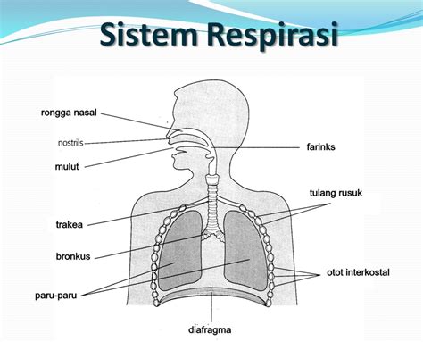 Contoh teks natoni  Untuk lebih memahami teks satu ini, simak rangkuman informasi dari detikSumut tentang contoh