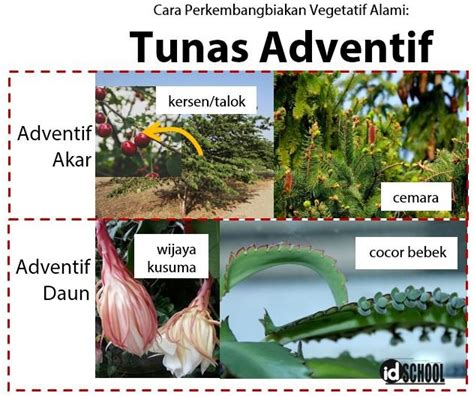 Contoh tumbuhan tunas adventif  Batang terdiri dari node, di mana daun yang melekat, dan ruas, segmen batang antara node