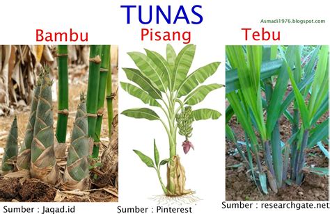 Contoh tumbuhan tunas adventif  Baca Juga: 10 Manfaat Bunga Wijaya Kusuma untuk Kesehatan,