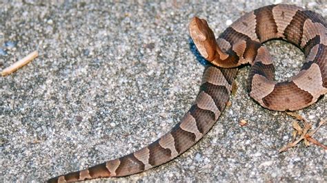 Copperhead antivenom cost States, copperheads are the most frequently reported species of snakebite, accounting for more than one-third of all reported bites