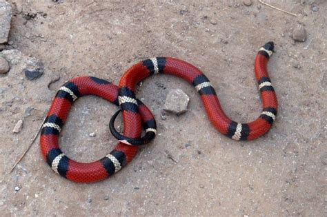 Coral snake look alikes  While copperhead snakes are venomous, they