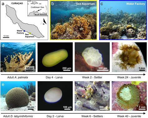 Corals 49 results  Using Comparethelotto