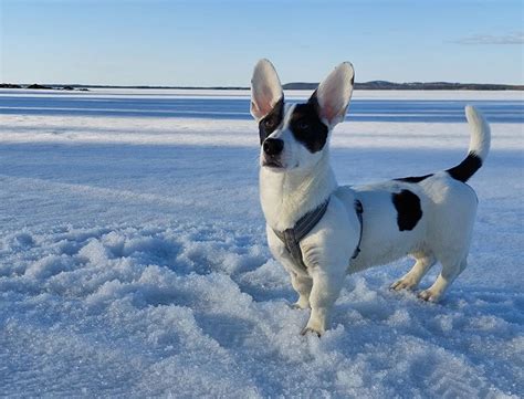 Corgi jack russell mix  Staffy x Beagle mix