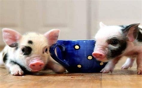 Cost of teacup pigs How much do our teacup pigs cost? Typical Range $1,500-3,000