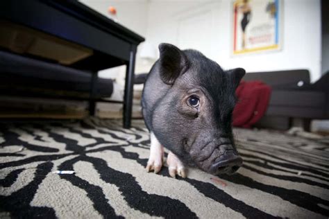Cost of teacup pigs  pigs can live for 10 to 15 years, so it’s important to be prepared for