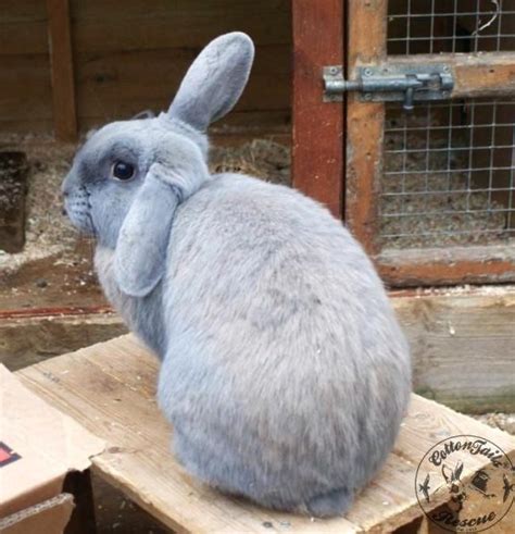 Cottontails rescue westbury 