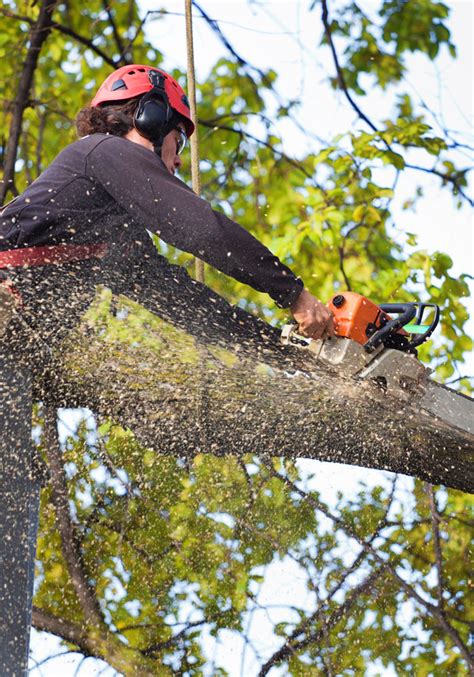 Crane tree service tigard or  View All Details 