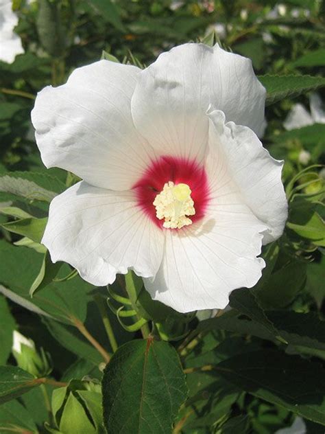 Crimsoneyed rosemallow va ecotype Hibiscus, swamp rose-mallow, crimsoneyed rosemallow, eastern rosemallow