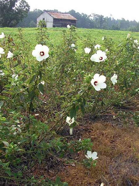 Crimsoneyed rosemallow va ecotype Crimsoneyed rosemallow is a striking plant that is sure to provide tropical flair in a sunny, moist location