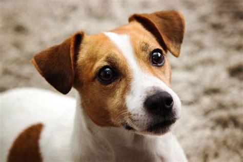 Cute jack russells  See more details