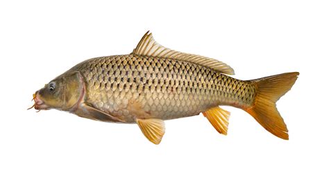 Cyprinus carpio l adalah nama latin dari ikan Ikan mas (Cyprinus carpio L