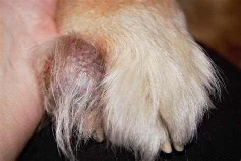 Cysts on dogs paws Key Takeaways