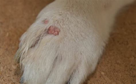 Cysts on dogs paws  In these dogs, diagnosing and managing the underlying cause of itching, such as allergies, is