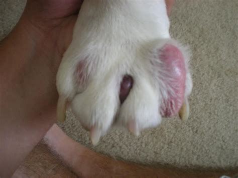 Cysts on dogs paws Dogs can get many different types of skin lumps, including: Abscesses - pus-filled swellings