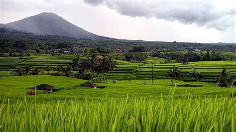 Dataran rendah bali dan nusa tenggara 587,89 ha