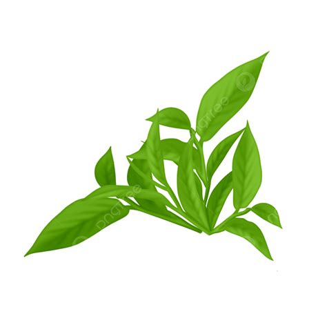 Daun teh vector  Berikut ini proses pembuatan teh: Penanaman daun teh