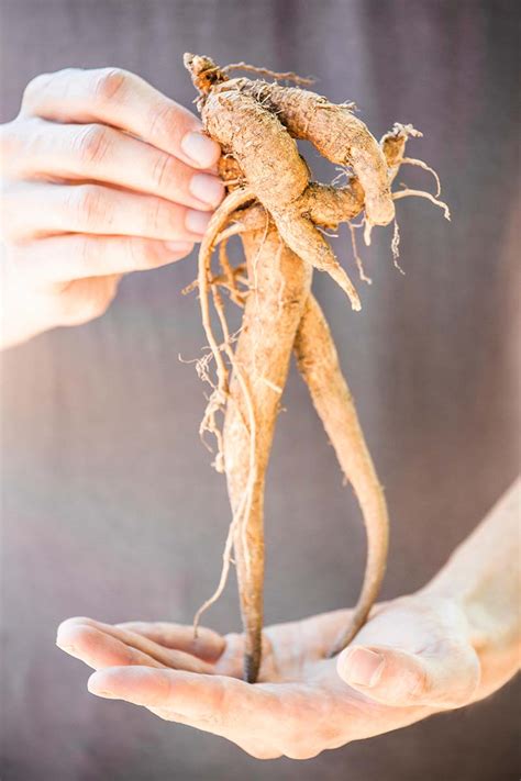 Dawncraft mandrake root  It was Pietro Andrea Mattioli, a 16th-century botanist, who concluded that tomatoes were not only nightshades – that is, part of the Solanaceae family – but also mandrakes