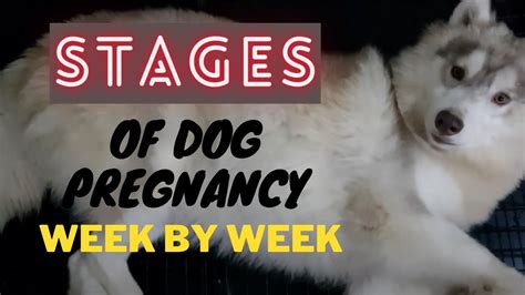 Day 45 of dog pregnancy pets4homes  Weight gain