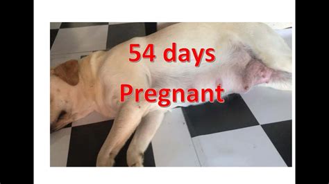 Day 54 of dog pregnancy pets4homes ’