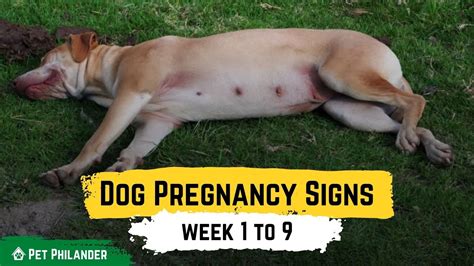 Day 56 of dog pregnancy pets4homes  An ultrasound and or blood test can be done as early as 21 days into pregnancy to confirm it