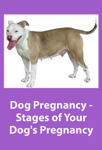 Day 59 dog pregnancy pets4homes  Up to date with flea, wormers ect