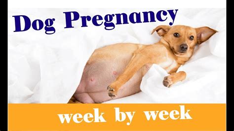 Day 59 dog pregnancy pets4homes The average dog gestation is 63 to 65 days, measured from ovulation