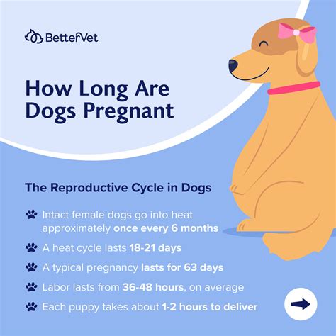 Day 59 dog pregnancy pets4homes  Like humans, dogs also have trimesters but they are much shorter at roughly 21 days each
