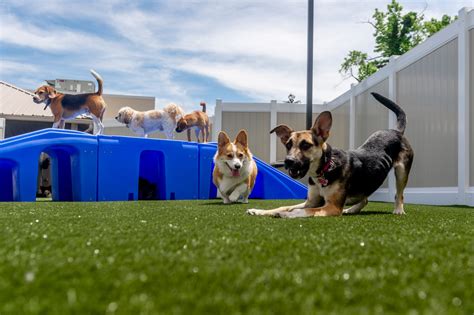 Daycare for dogs hillsboro or  Apply to Dog Daycare Attendant, Room Attendant, Front Desk Agent and more!Dog Days Daycare Center is nestled just alongside the beautiful D uke Farm and Estate in Hillsborough, New Jersey