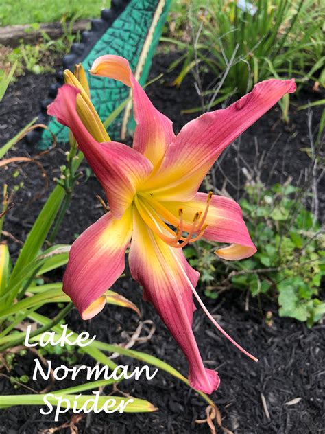 Daylily lake norman spider 