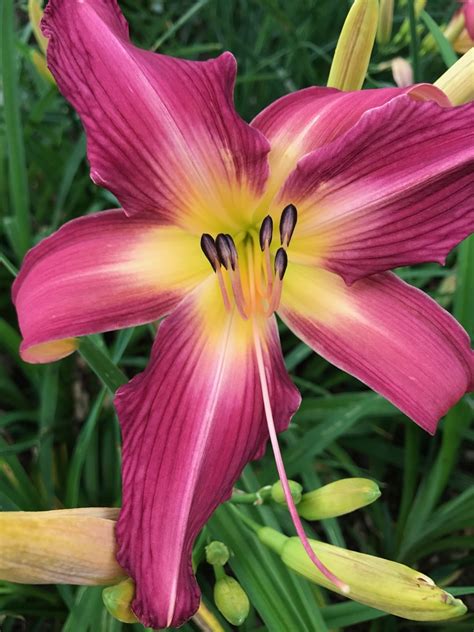 Daylily lake norman spider The Daylily Place: Spider Poll - 1996