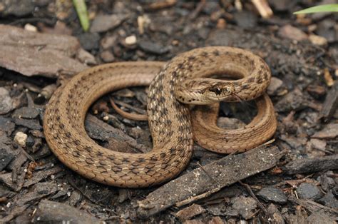 Dekay's brown snake ohio 77cm) natricine snakes often found in disturbed habitats like urban and suburban yards