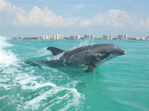 Destin florida dolphin cruise  from $60